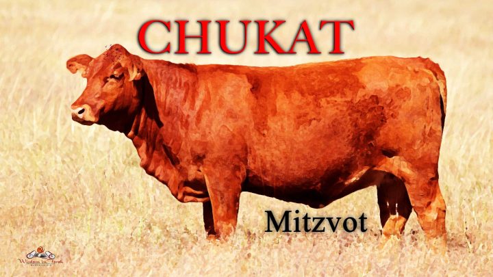 Chukat-2022-Red-Heifer-Mitzvot