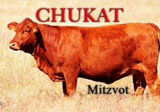 Chukat-2022-Red-Heifer-Mitzvot