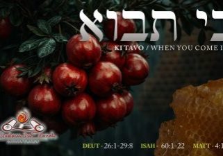 ki tavo WT-1